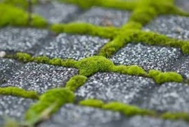 Green cement to be used in Dubai builidngs